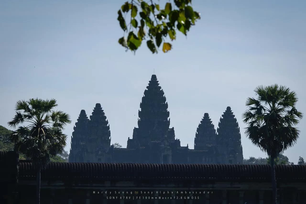 The towers of Angkor Wat in silhouette between sugar palms