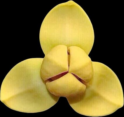 A Romduol flower